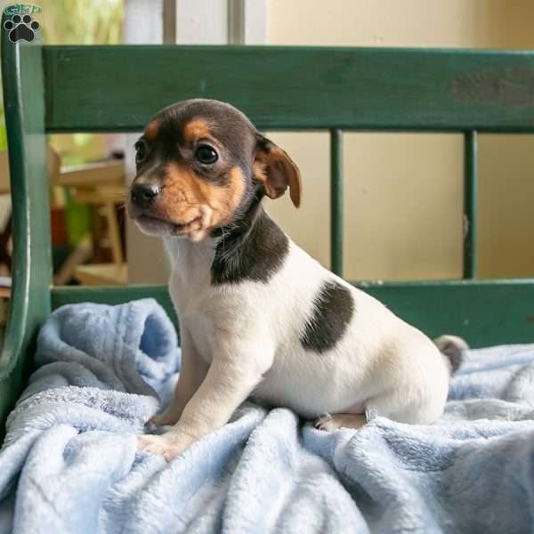 Pixie, Jack-A-Ranian Puppy